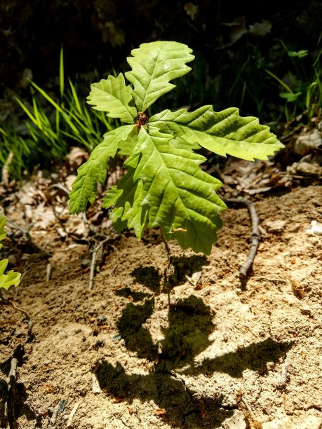 橡树在森林中的幼苗和阴影效应图片下载