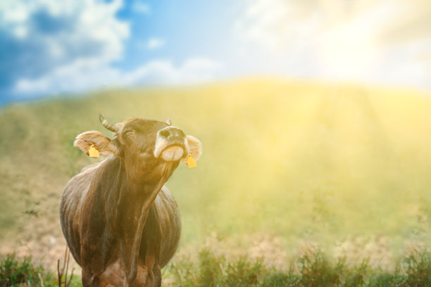 蓝色多云的天空下，绿色草地上的公牛。图片下载