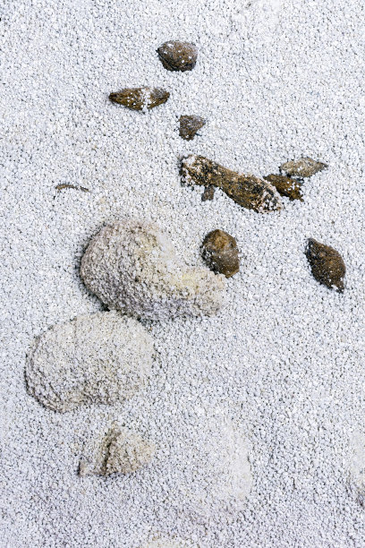 受污染猫砂的近景图片下载