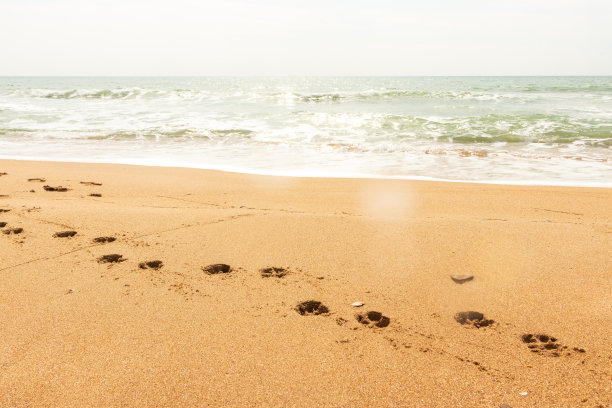 沙滩上的沙滩上有一只狗的脚印图片下载