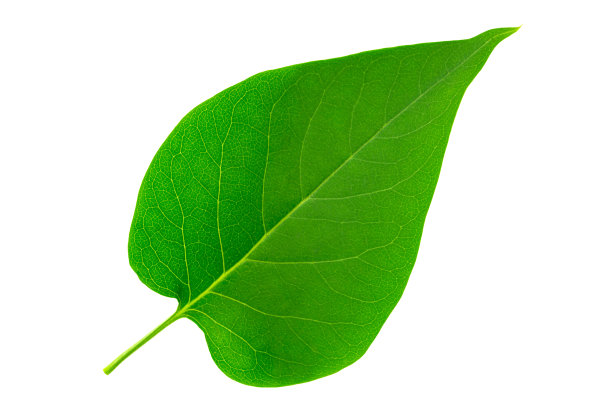 白色背景上的绿色淡紫色叶子。全景深。图片下载