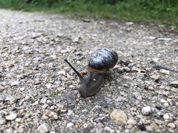 泥土路上漂亮的蜗牛图片下载