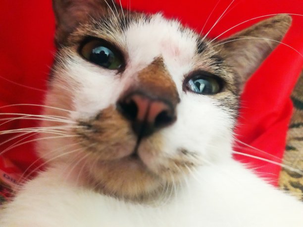 猫自拍图片下载