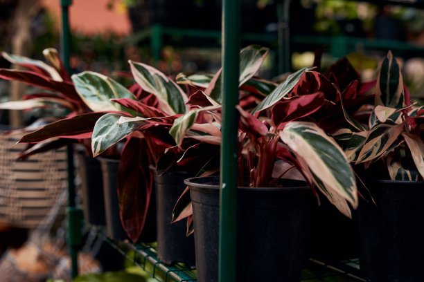 这是一个花园中心里各种各样的植物图片下载