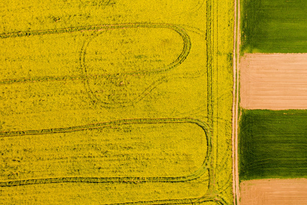 黄色农作物分布图图片下载