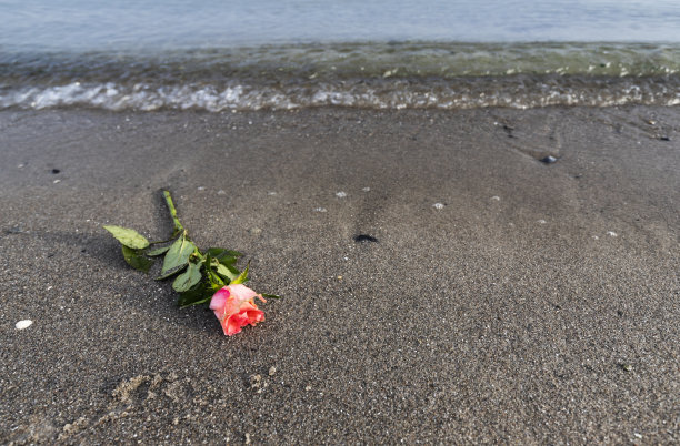 海滩上的玫瑰。图片下载