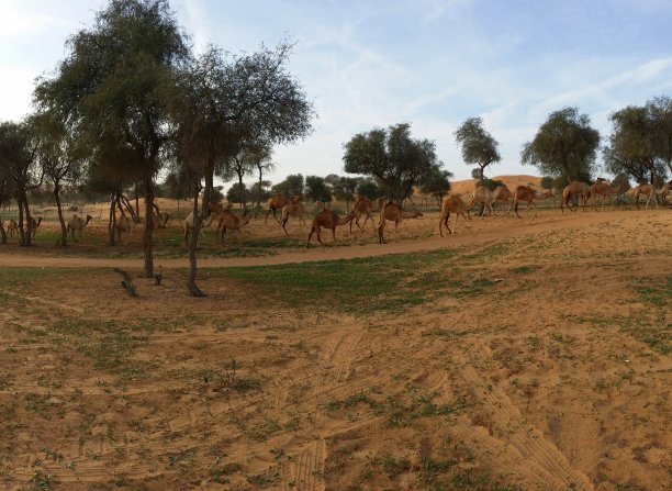 沙漠之舟图片下载