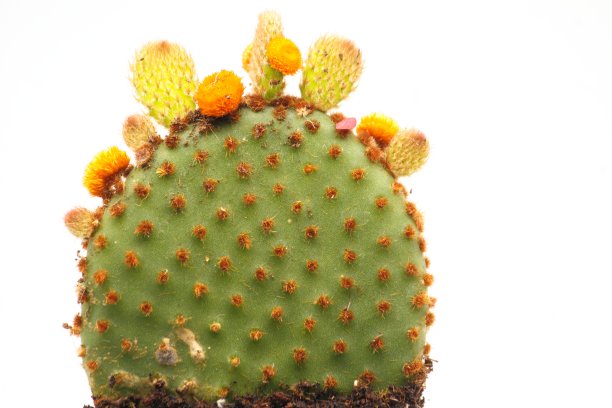 白色背景上的仙人掌(仙人掌)图片下载