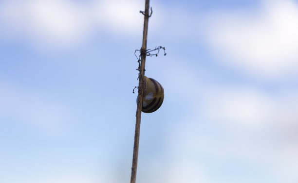 一只蜗牛在美丽的竹枝上爬行。以蓝天为背景。图片下载