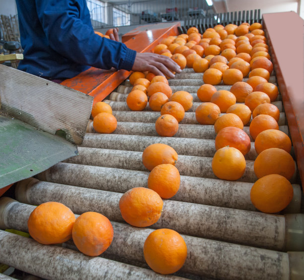 柑橘类水果的加工图片下载