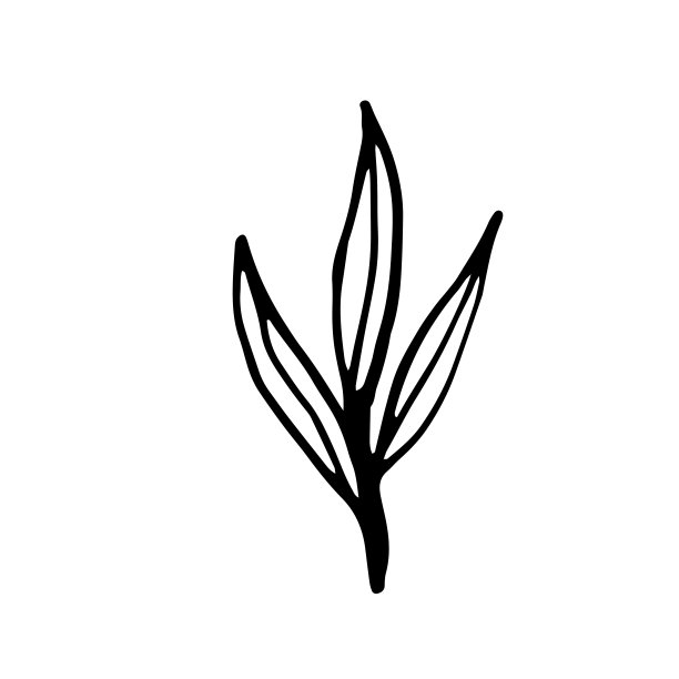 向量分支。明信片和请柬的插图。图纸打印。涂鸦图片下载