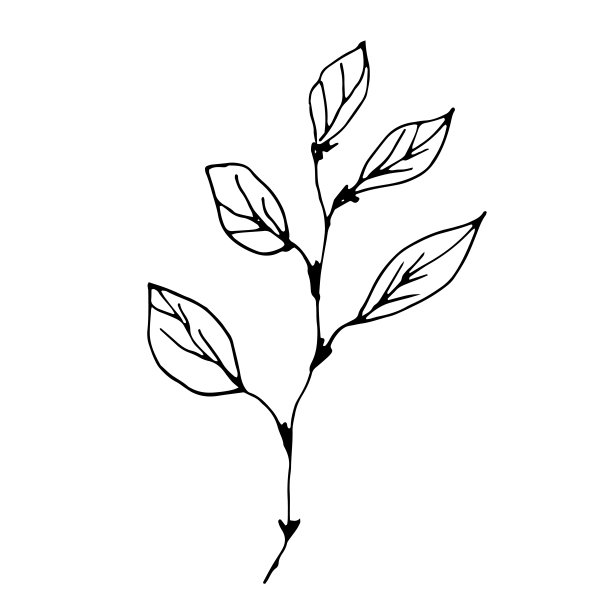 向量分支。明信片和请柬的插图。图纸打印。涂鸦图片下载