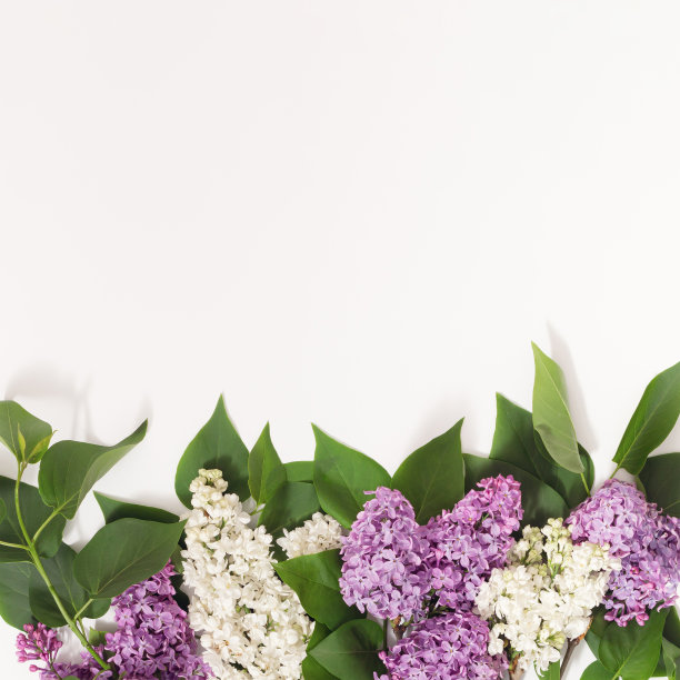 白色和紫色的淡紫色排列，绿色的叶子在白色的背景。图片下载