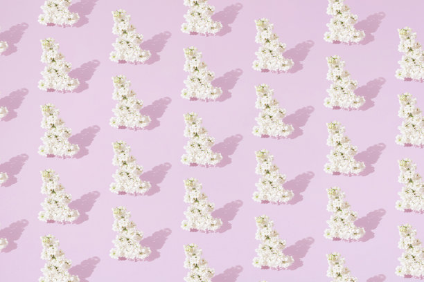 粉红色背景上的白色淡紫色。最小的模式。图片下载