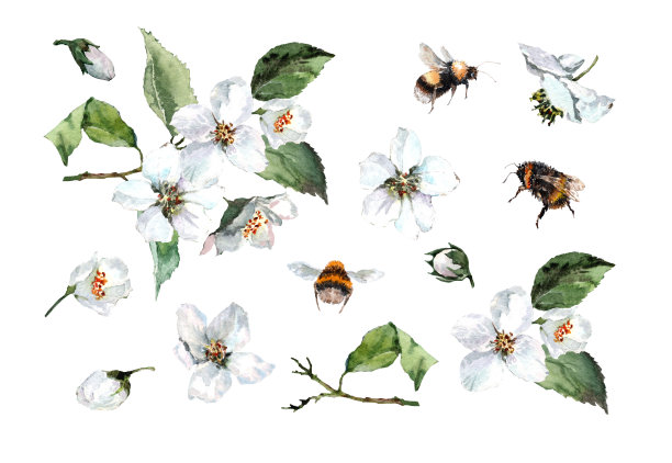 花枝，花，花蕾和叶子的茉莉，飞行的蜜蜂和大黄蜂。手绘水彩孤立元素的白色背景。图片下载