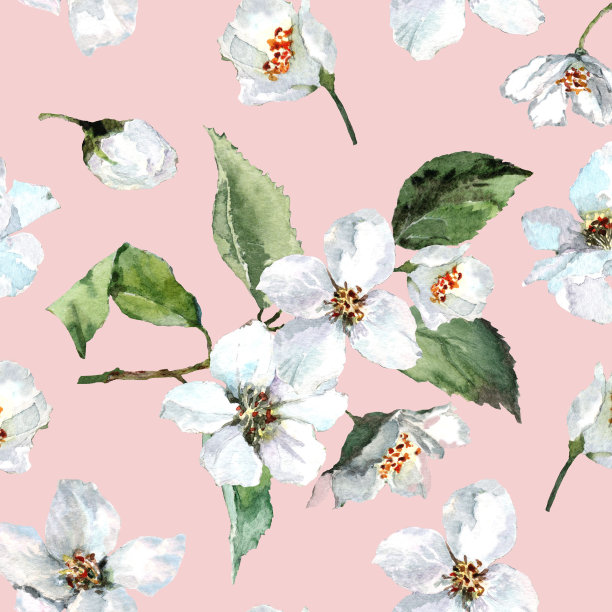 春天的图案无缝衔接，茉莉花盛开，樱桃枝上带着嫩芽和绿叶。手绘水彩画在粉红色的背景。图片下载