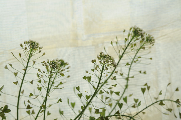 干花背景图片下载