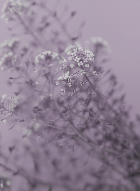 干花背景图片下载