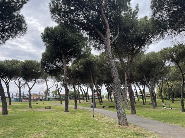 意大利罗马公园的树木图片下载