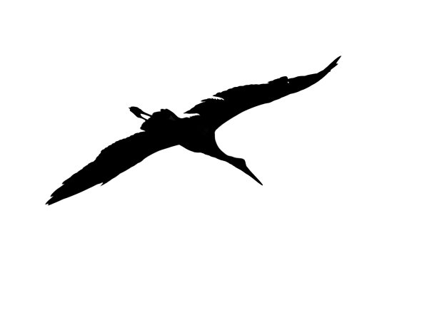 优美的鹳的剪影图片下载