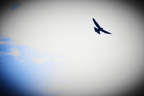 云上的乌鸦图片下载