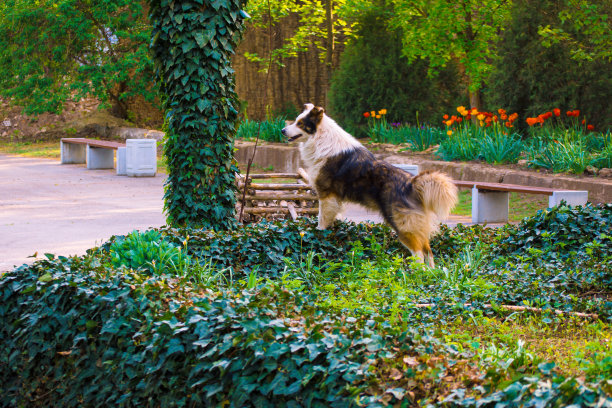 一只成年狗在花园的花坛上看着。狗看守着花园图片下载