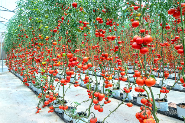 樱桃番茄在温室花园里成熟图片下载