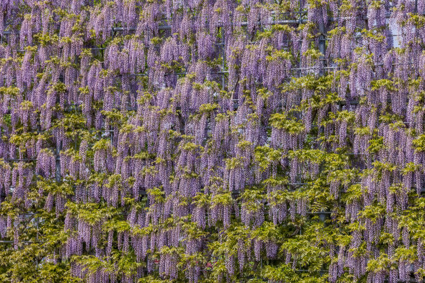 新鲜的紫藤花，美丽的颜色图片下载