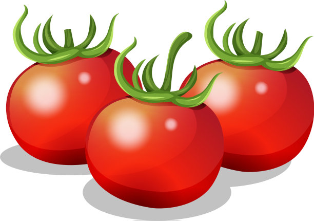 白色背景上的新鲜番茄图片下载