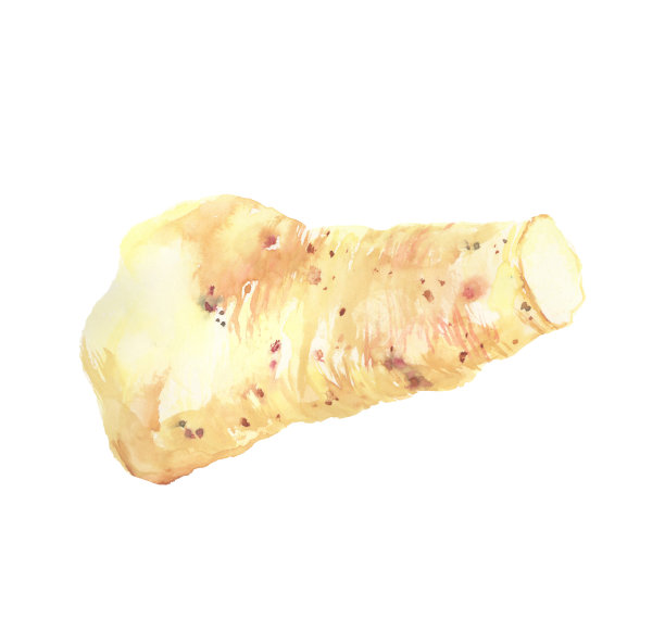 用水彩绘制的天然山药插图图片下载