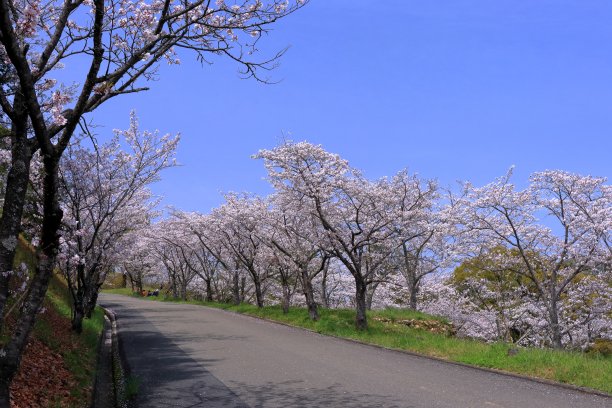 Harigi净水厂，樱花树排，赏樱(高知县高知市)图片下载