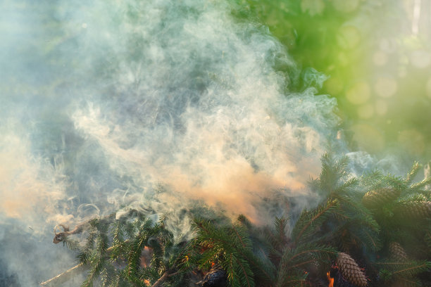 烟雾从冒烟的松树树枝，被阳光照亮。下面可以看到一小团火，树枝上的松果在火中燃烧。图片下载