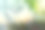 烟雾从冒烟的松树树枝，被阳光照亮。下面可以看到一小团火，树枝上的松果在火中燃烧。图片下载