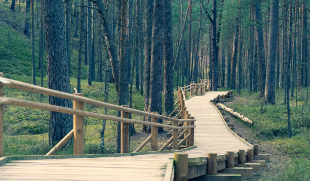 松树林中的一条木路图片下载