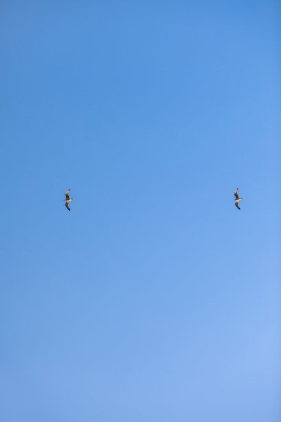两只飞翔的海鸥孤立的天空象征着自由的概念。天空中有白色的海鸥图片下载