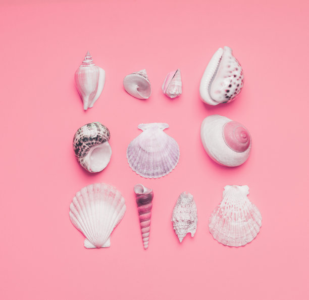 粉红色背景上的贝壳。夏天的概念。图片下载