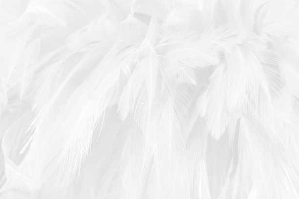美丽的白灰色鸟羽毛图案纹理背景。图片下载