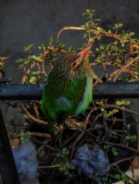 妈妈woodpecker图片下载