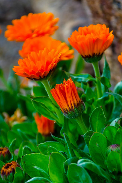 春天的色彩。图片下载