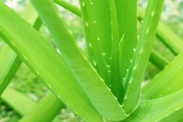 近距离观察生长在花园里的芦荟植物。素材图片