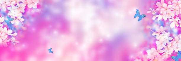 蝴蝶。樱花盛开的分支图片下载