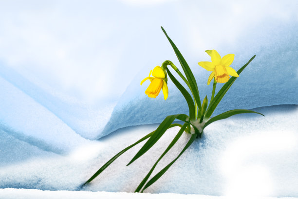 水仙花在雪地里开花。春天的花园。图片下载
