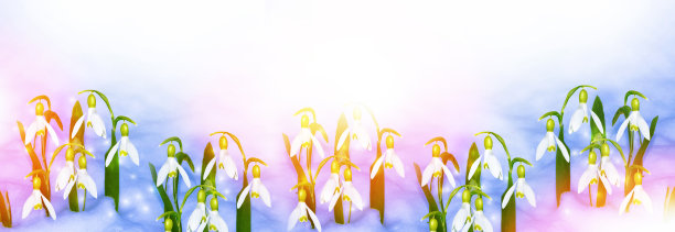 雪花莲在雪中生长图片下载