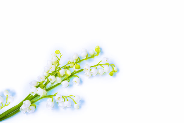 山谷中的百合花。图片下载