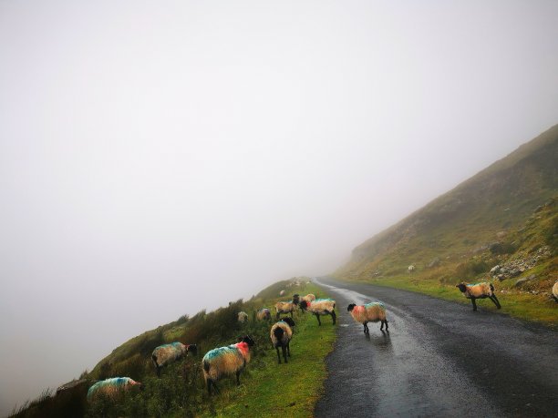 山坡上的绵羊图片下载