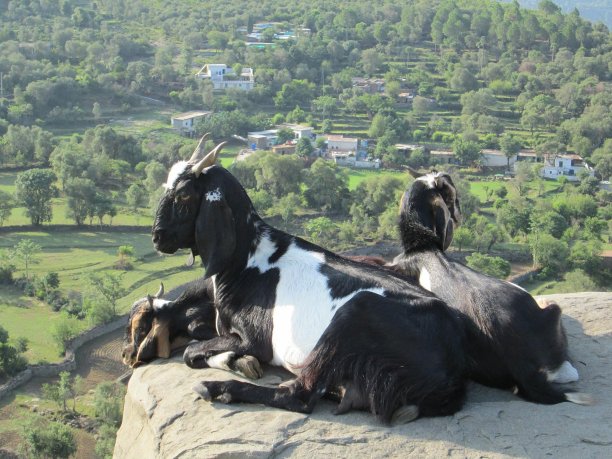 得到了图片下载