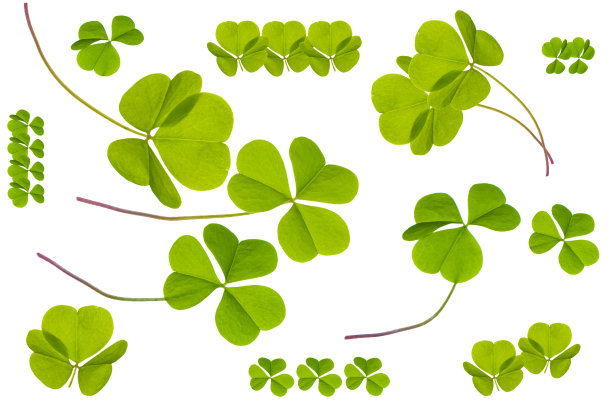 绿色的三叶草叶子孤立在白色的背景上。St.Patrick的一天。图片下载