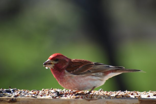 一根芦苇图片下载