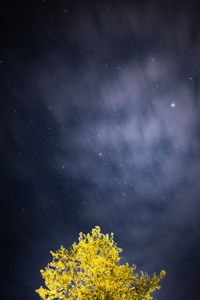 夜景中的星星和树图片下载