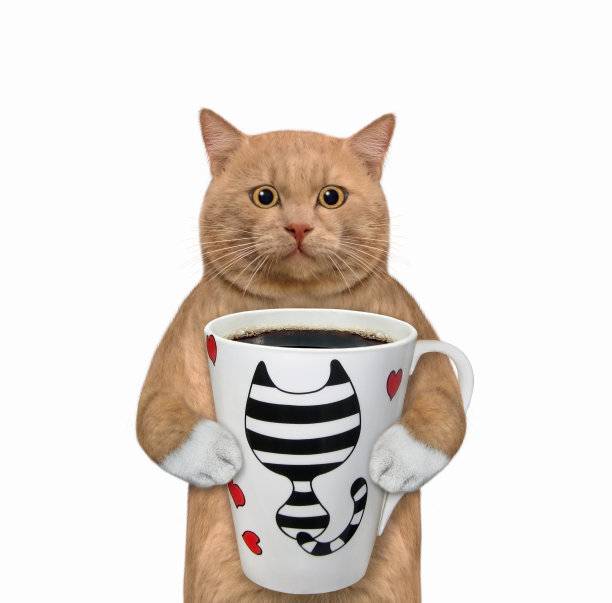 红猫捧着大杯咖啡图片下载